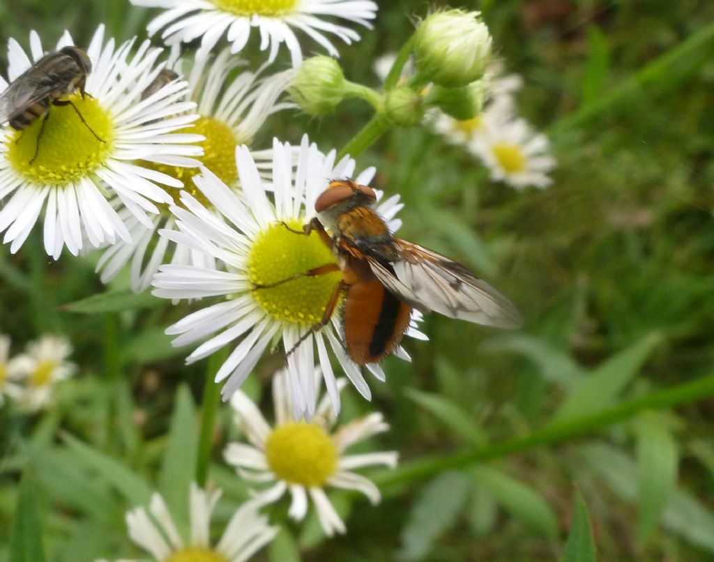 Tachinidae:  Ectophasia crassipennis ?  S, maschio